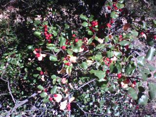 [Another Berry Bush]