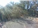 Fallen Tree on Bike Trail