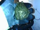 Toad!