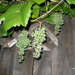We have a LOT of grapes this year!