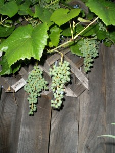 We have a LOT of grapes this year!