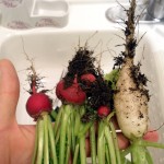 Radish!