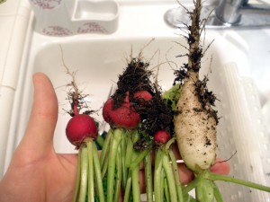 Radish!
