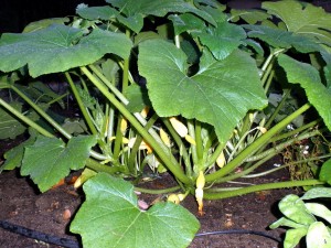 Squash After Dark