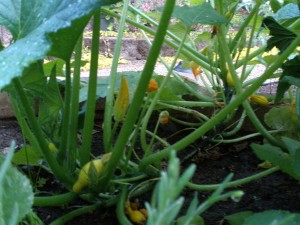 Looking Through Squash