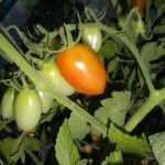 Almost ripe!
