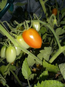 Almost ripe!