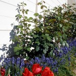 My favorite flower in the yard... grape hyacinth
