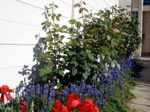 My favorite flower in the yard... grape hyacinth